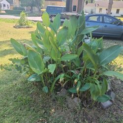 Orange And Yellow Cannas 2 For $5