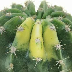 Variegated Echinopsis Sunrise Cactus 🌵💚🤍