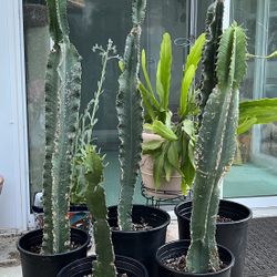 SUCCULENTS ** FANTASTIC PRICES ** BIG VARIETY! 