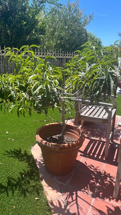 Fruit Tree