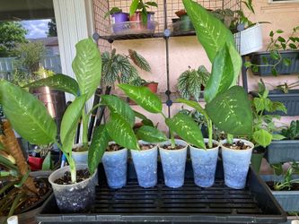 *$5 to $7* Dieffenbachia Seguine Tropic Snow Plants 🔻See Info Below🔻