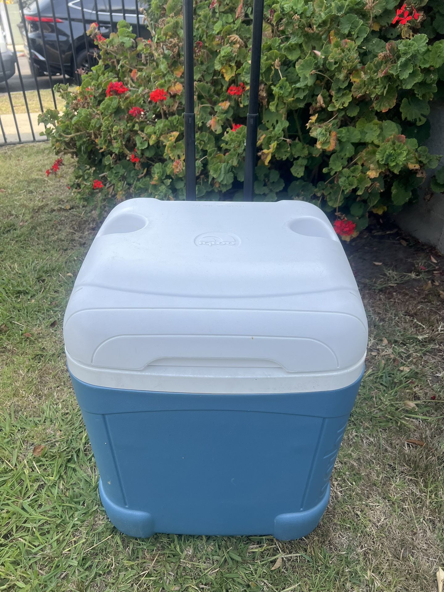 IGLOO COOLER 