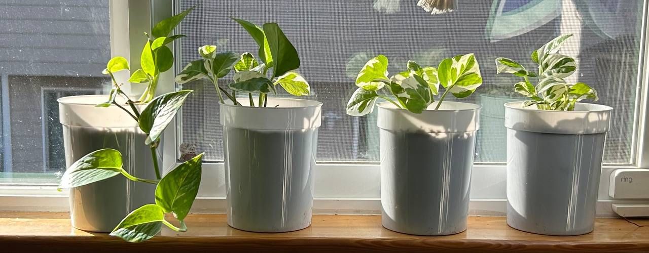 Indoor Plants For Sale