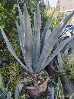 Blue century plant agave
