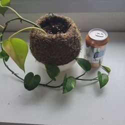 variegated pothos in marimo moss ball