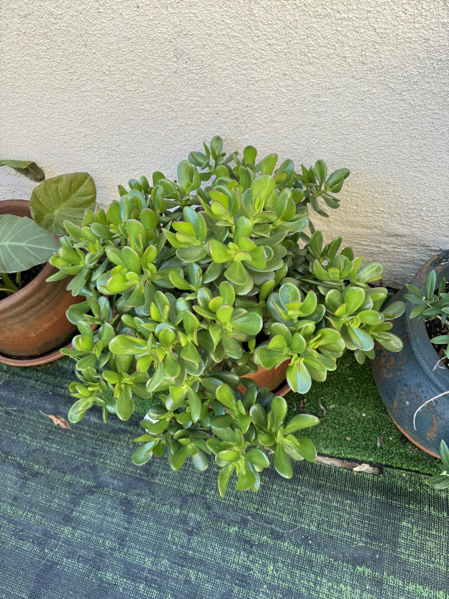 succulent outdoor plant