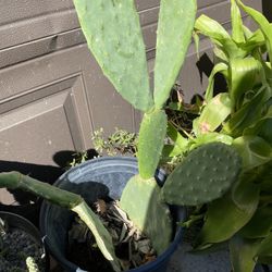 Two Pear Cactus Plant In One Pot