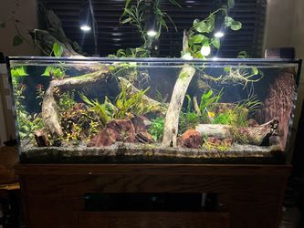 150 Gallon Freshwater Fishtank