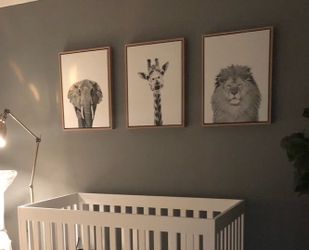 Animal photos