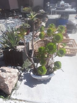 Plant