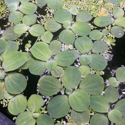 Giant Aquarium Water Lettuce 1”- 3”!
