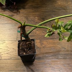 Philodendron Bob Cee Plant