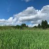 Bothell Sunshine 