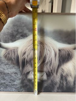 Cow picture