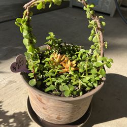 Succulent Basket 
