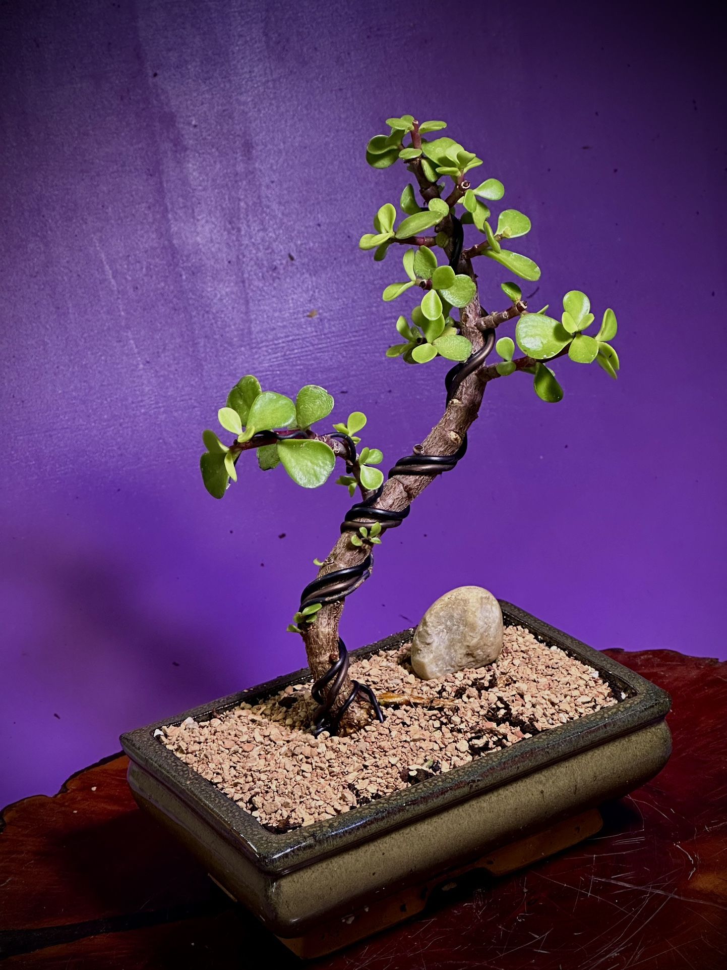 Jade indoor bonsai 