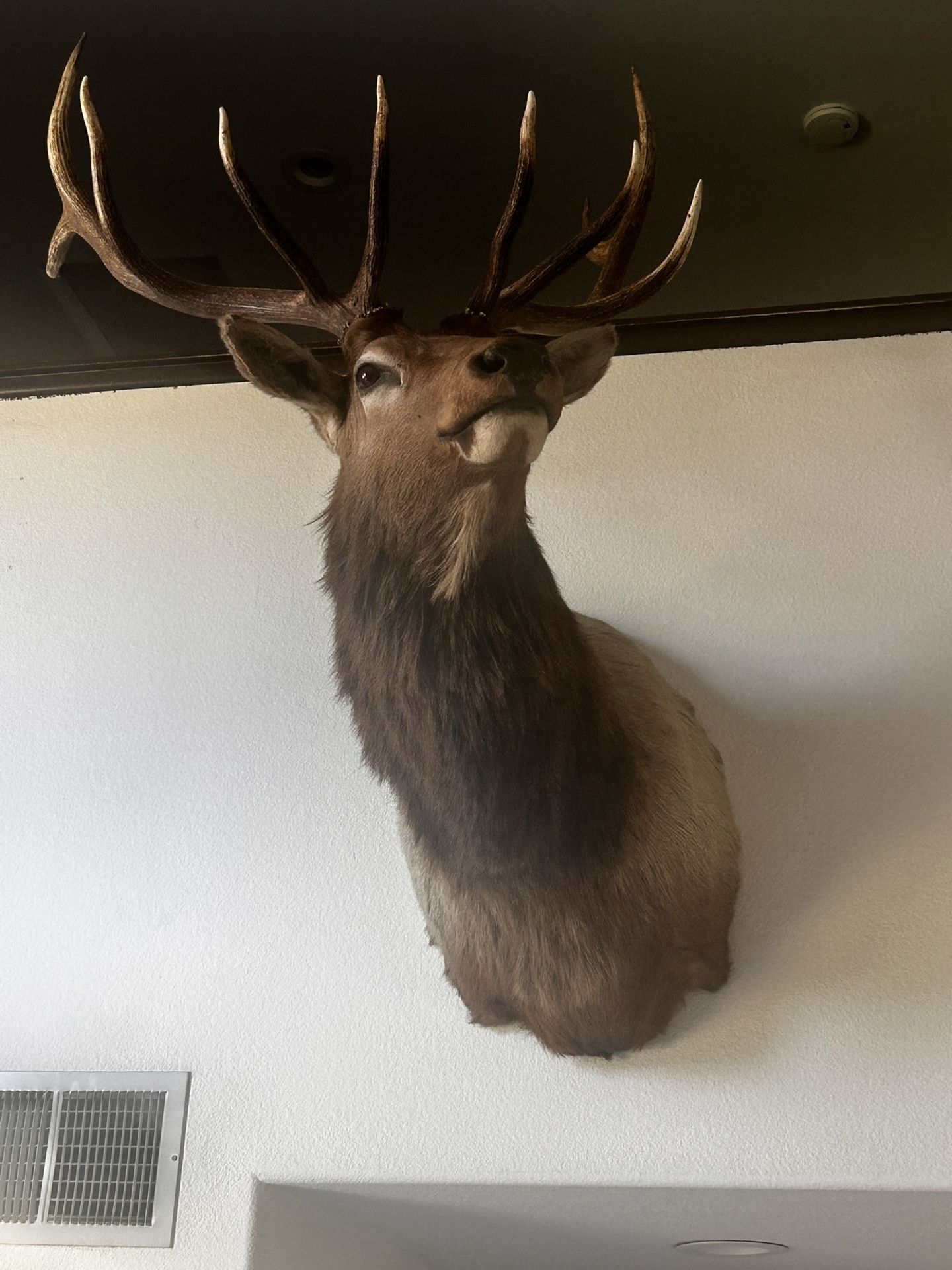 Real Deer Head (very Flexible Price)
