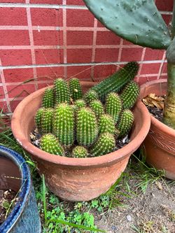 Terracotta filled with Peanut Cactus