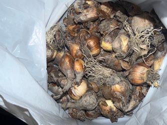 Daffodil & Tulip Bulbs