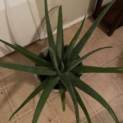 Aloe Vera Plant 