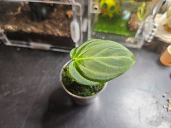 Philodendron Verrucosum