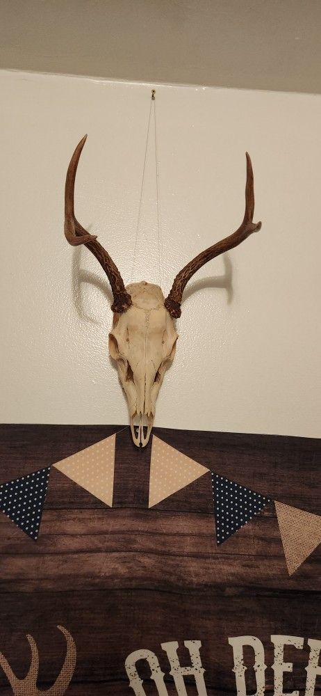 Deer Skull