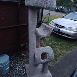 Climber Cat 