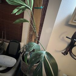 Matured Rhaphidaphora Decursiva