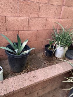 Aloe Vera & Agave Plants