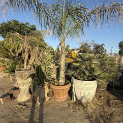 Selling My Palmas With 60gl Pot