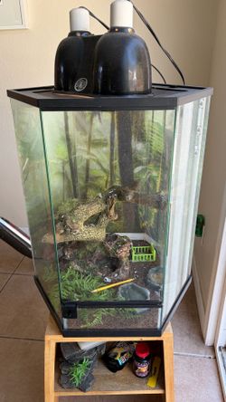 Crested gecko with habitat