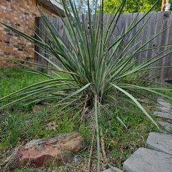 Yucca for sale. Make an offer