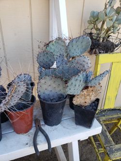 Purple Prickly Pear Cactus