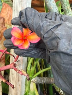 Cutting plumeria