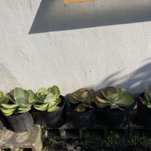 New And Used Succulents For Sale In Hialeah Fl Offerup