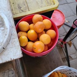  bucket of oranges For 12