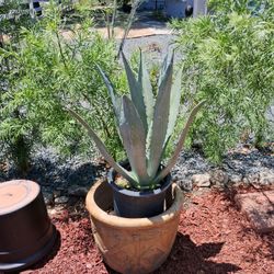 Blue Agave