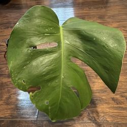 Variegated Monstera Albo Low Variegation W/gorgeous Stem Variegation For Future Leaves