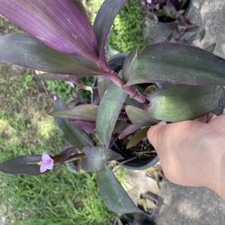 Purple Heart Plant With Container 3$