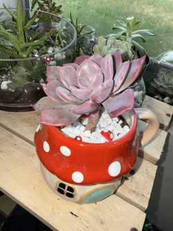 Cute Healthy Plant Terrariums 🪴💚