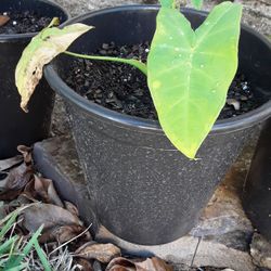 Huge Elephant Ears Plants In Weeki Wachee Spring Hill