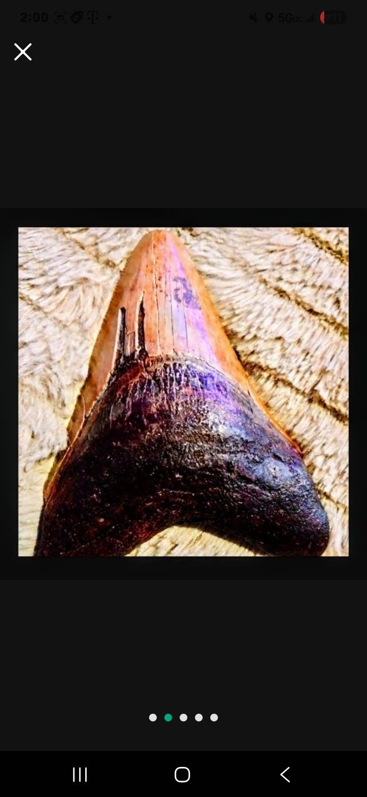 Megaladon Real Fossilized Shark Tooth Million Yrs Old