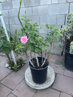 Large Beautiful Roses In Pot Home Patio Yard Garden Lawn Flower 