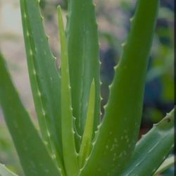 Aloe Vera Plants