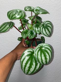 Peperomia Watermelon