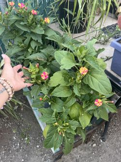 4 O Clock Plants