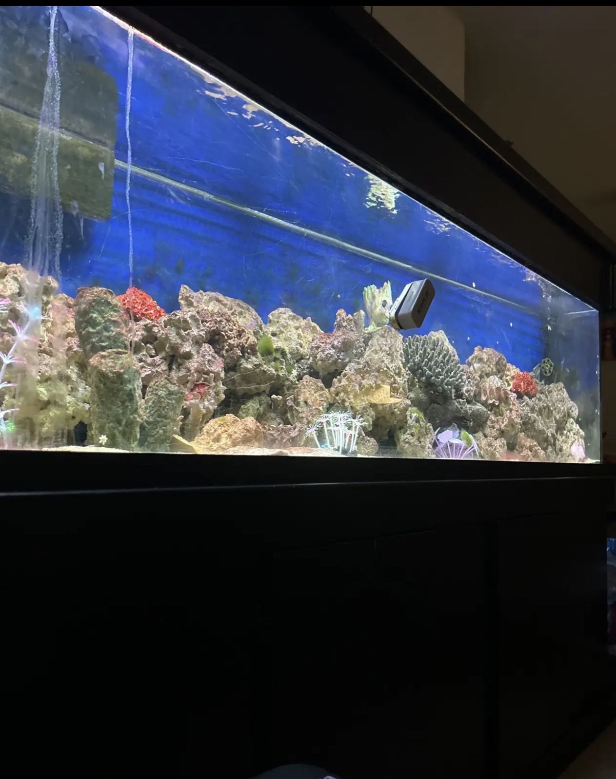 125 Gallon Fish Tank 