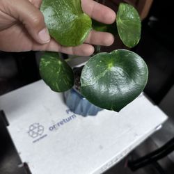 Variegated Peperomia Raindrop Splash
