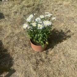 Large Daisy Plant In Decorator Plastic Pot 