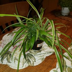Spider Plants, Houseplants